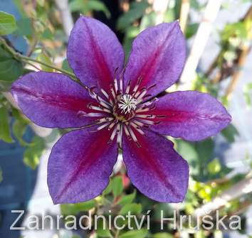 plamének - Clematis 'Temtation'