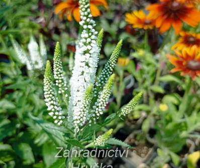 Veronica longifolia First Lady