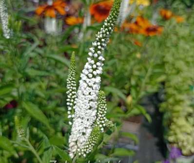 Veronica longifolia First Lady