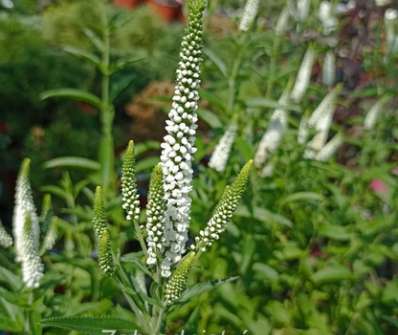 Veronica longifolia First Lady