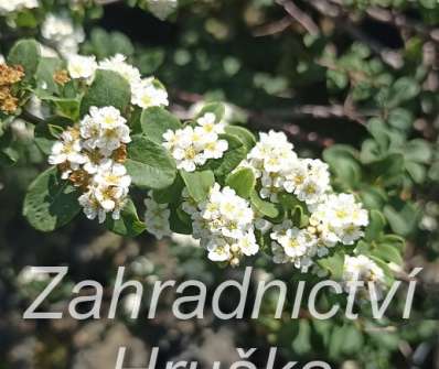 tavolník - Spiraea nipponica 'White Carpet'