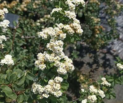 tavolník - Spiraea nipponica 'White Carpet'