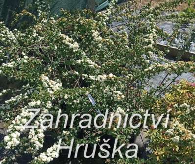 tavolník - Spiraea nipponica 'White Carpet'