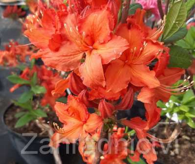 Azalea knaphill 'Hotspur Red'