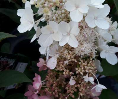 hortenzie - Hydrangea paniculata 'Candlelight'