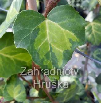 břečťan - Hedera colchica 'Sulphur Heart'