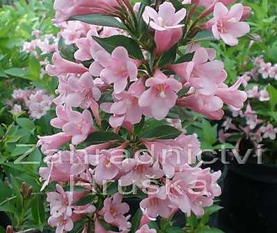 vajgélie - Weigela florida 'Piccolo'