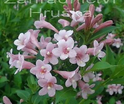 vajgélie - Weigela florida 'Piccolo'