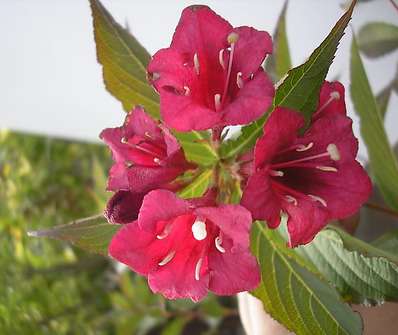 vajgélie - Weigela hybrida 'Red Prince'