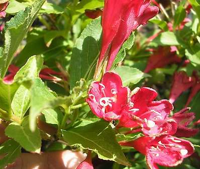 vajgélie - Weigela hybrida 'Red Prince'