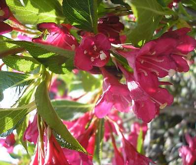 vajgélie - Weigela hybrida 'Red Prince'