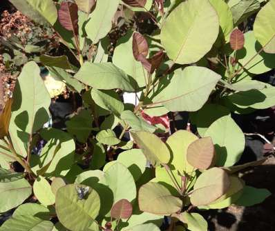 ruj - Cotinus coggygria 'Old Fashioned'