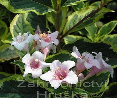 vajgélie - Weigela florida 'Variegata'