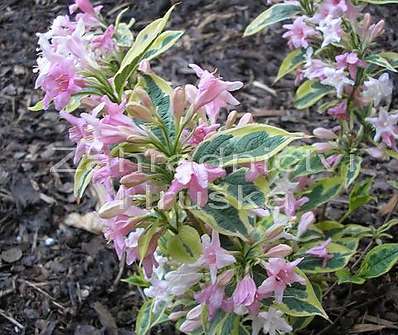 vajgélie - Weigela florida 'Variegata'