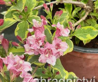 vajgélie - Weigela florida 'Variegata'