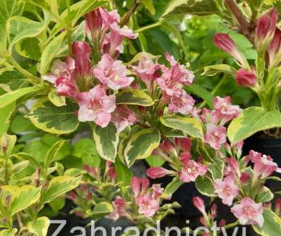 vajgélie - Weigela florida 'Variegata'