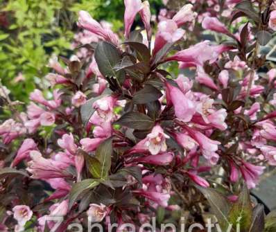 vajgélie - Weigela florida 'Victoria'