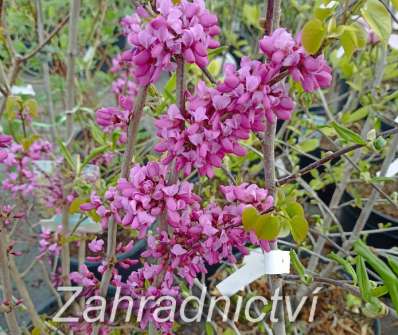 zmarlika - Cercis chinensis Avondale