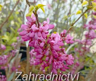 zmarlika - Cercis chinensis Avondale