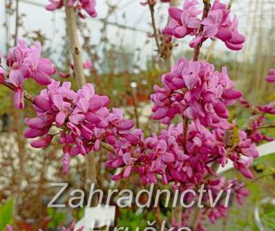 zmarlika - Cercis chinensis Avondale