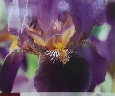 Iris germanica Senlac