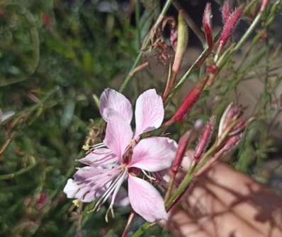 Gaura Siskyou Pink