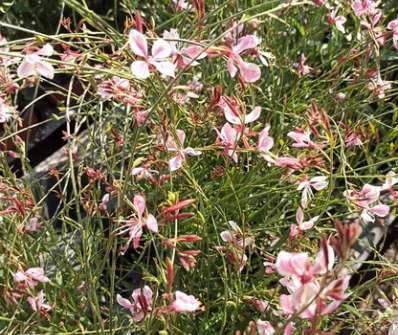 Gaura Siskyou Pink