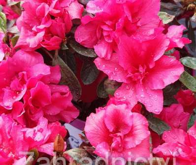 Azalea japonica 'Bloom Champion'