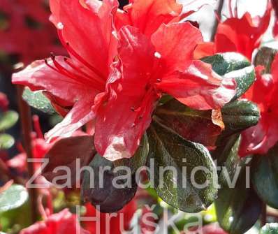 Azalea japonica 'Addy Werry'