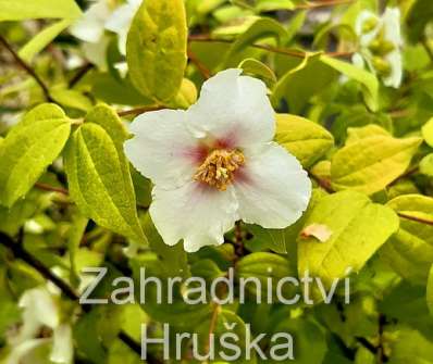 pustoryl - Philadelphus coronarius 'Yellow Cab'