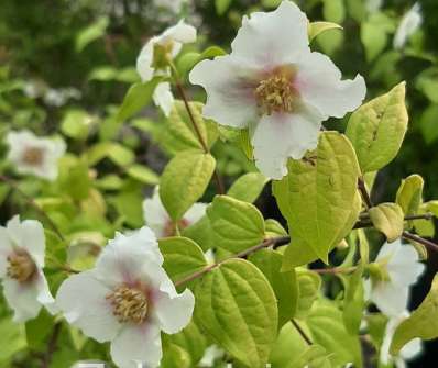 pustoryl - Philadelphus coronarius 'Yellow Cab'