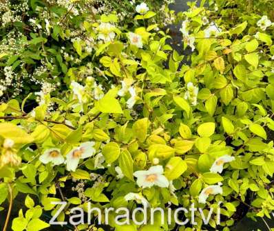 pustoryl - Philadelphus coronarius 'Yellow Cab'