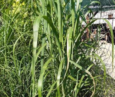 ozdobnice - Miscanthus giganteus