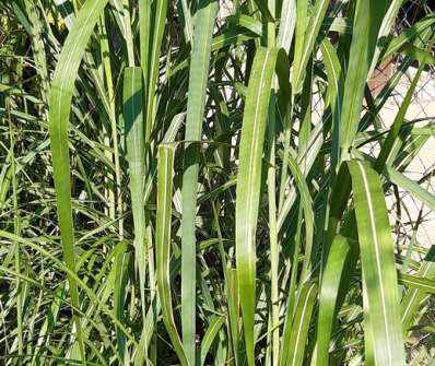 ozdobnice - Miscanthus giganteus