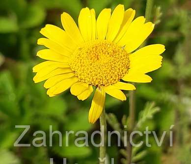 Anthemis hybrida Kelwayi