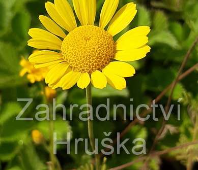 Anthemis hybrida Kelwayi