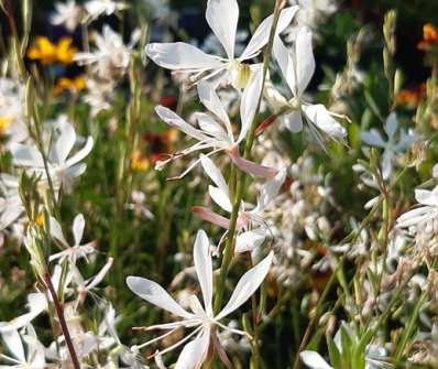 Gaura lindheimeri Ellura