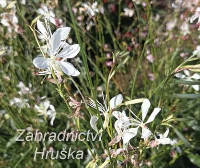 Gaura lindheimeri Ellura