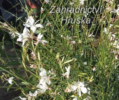 Gaura lindheimeri Ellura