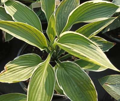 bohyška - Hosta fortunei 'Francee'