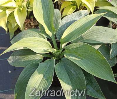 bohyška - Hosta sieboldiana 'Elegans'