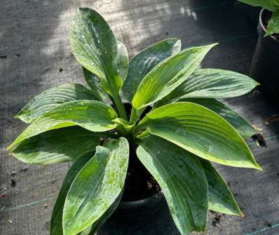 bohyška - Hosta sieboldiana 'Elegans'