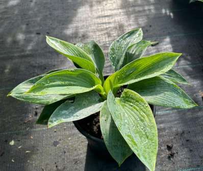 bohyška - Hosta sieboldiana 'Elegans'