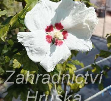 ibišek - Hibiscus syriacus 'Red Heart'