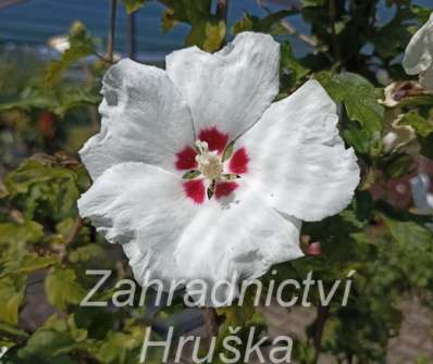 ibišek - Hibiscus syriacus 'Red Heart'