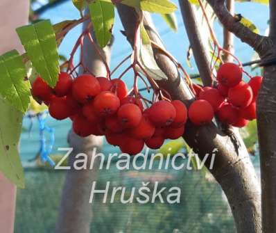 jeřáb - Sorbus Moravský velkoplodý