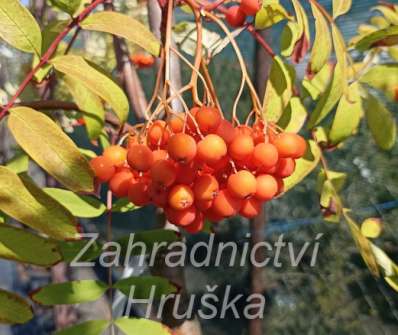 jeřáb - Sorbus Moravský velkoplodý