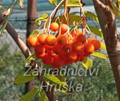 jeřáb - Sorbus Moravský velkoplodý