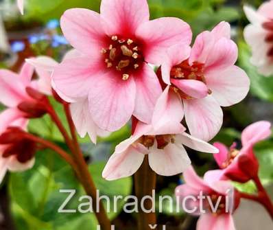 Bergenia Dragonfly Sakura