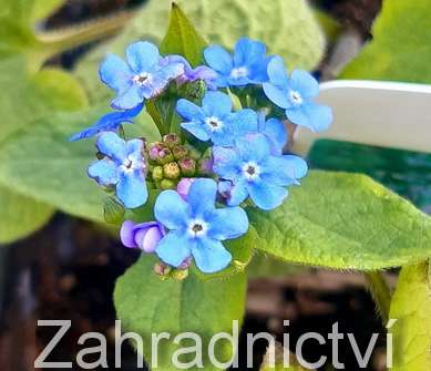 Brunnera macrophylla